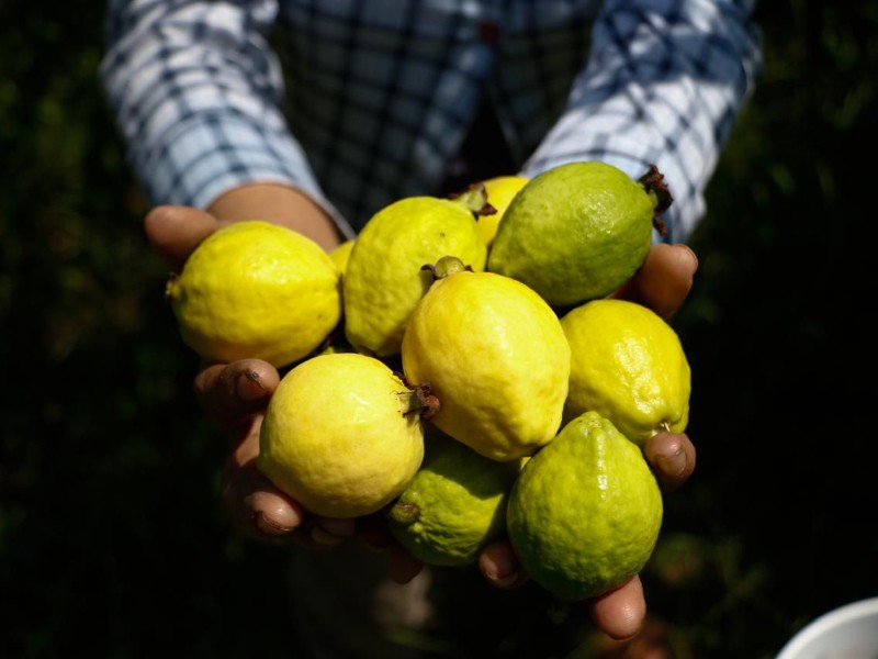 Michoacán primer lugar nacional en producción de guayaba