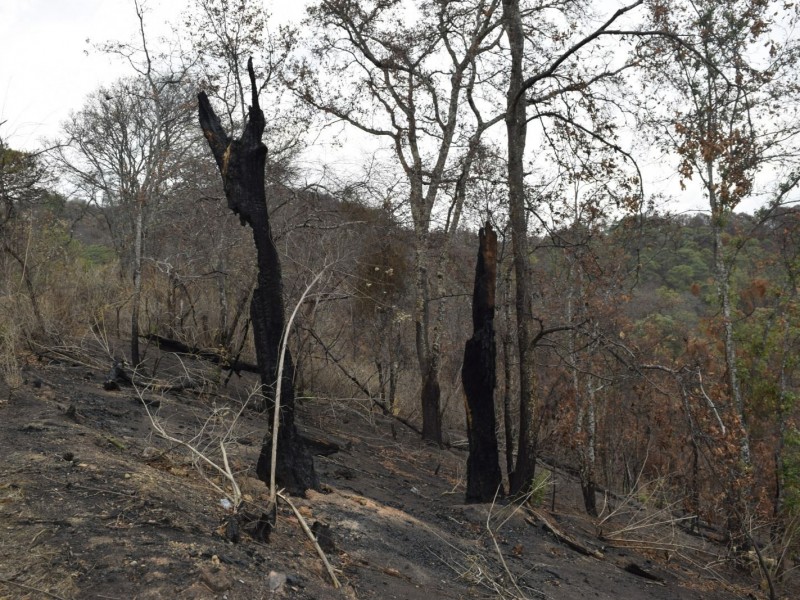 Michoacán redujo 9% la superficie afectada por incendios forestales