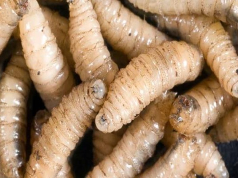 Michoacán sin casos de gusano barrenador