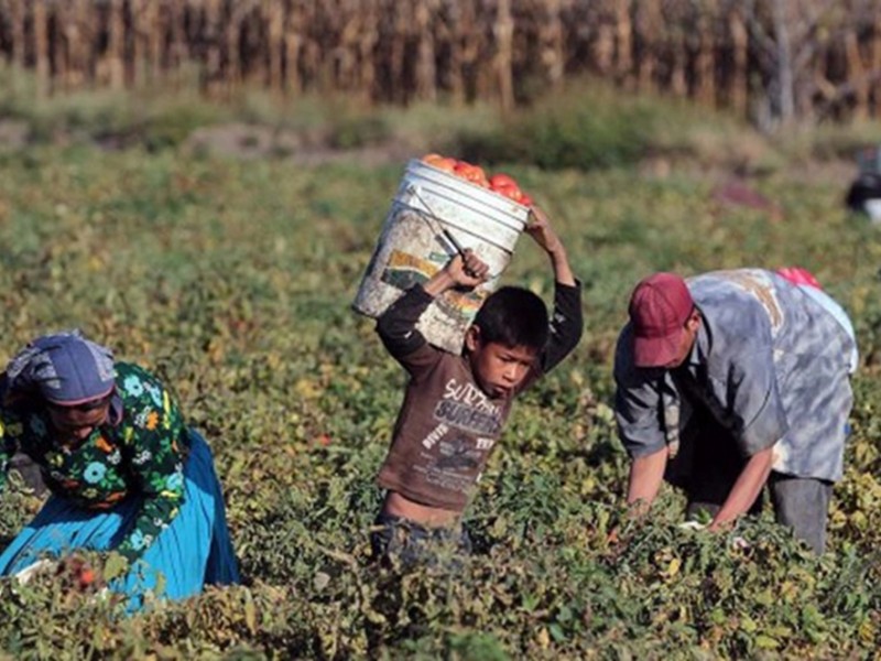 Michoacán, tercer lugar en trabajo infantil a nivel nacional