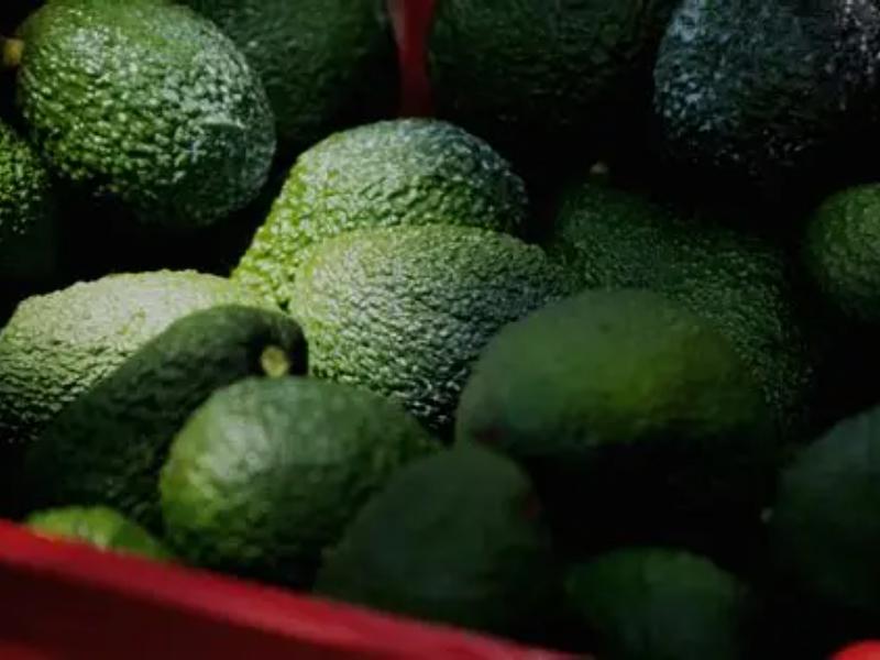 Michoacán debe buscar nuevos mercados para el aguacate