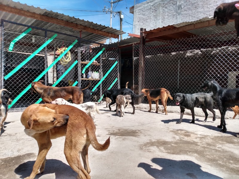 Miedo al coronavirus disminuyó la adopción de perros