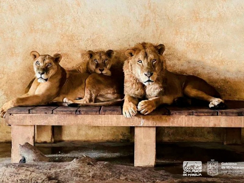 Miércoles, leonas rescatadas serán expuestas en el Zoo de Morelia