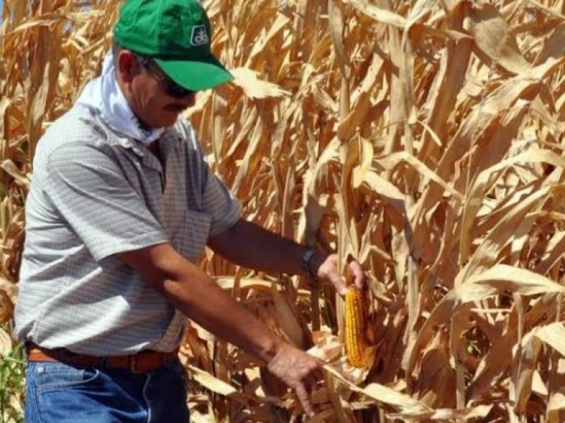 Migración causa de poca producción de maíz, ahora importamos transgénicos
