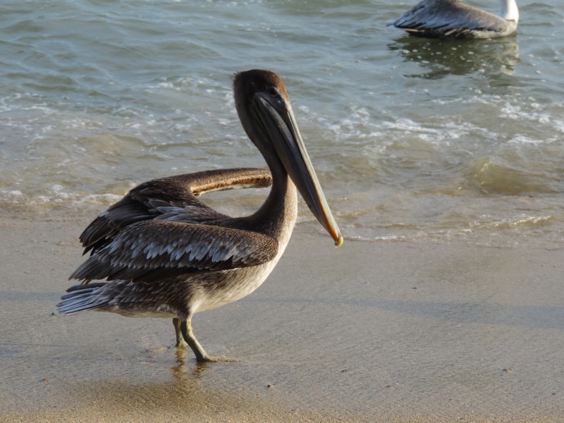 Migración de aves se retrasa por cambio climático