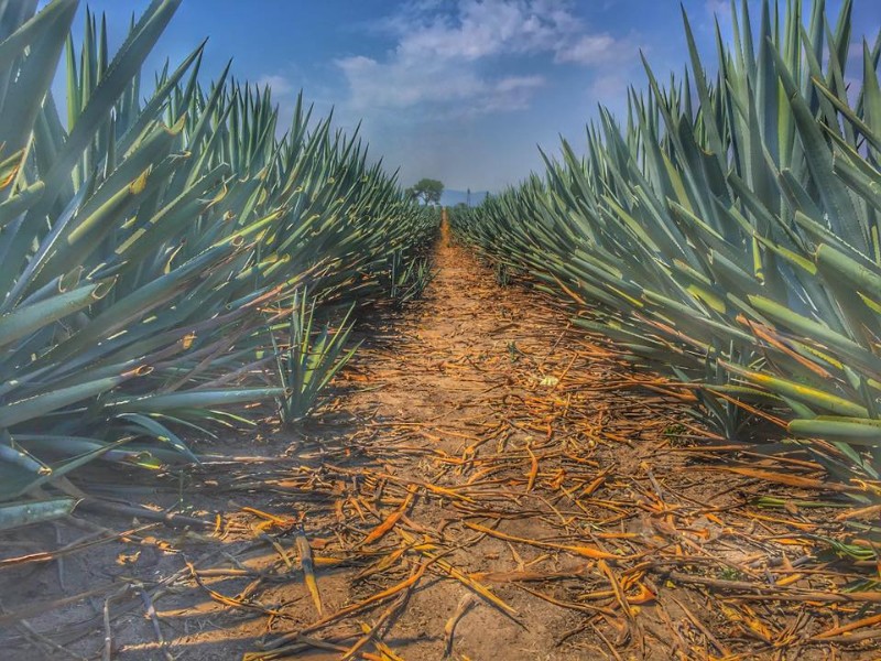 ¡Mil 500 millones en riesgo! Colapsa mercado del mezcal en Michoacán