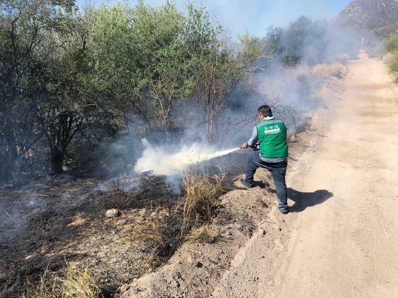 Mil hectáreas afectadas en Sonora por incendios forestales