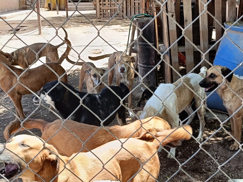 Milagro Canino Invita a jornada de adopción responsable, en Navojoa