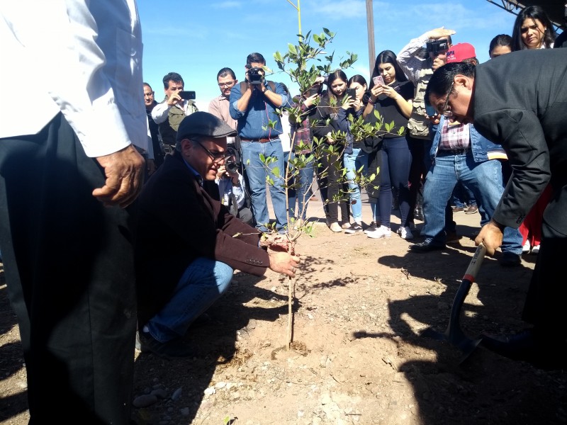 Miles de árboles se plantarán en Cajeme