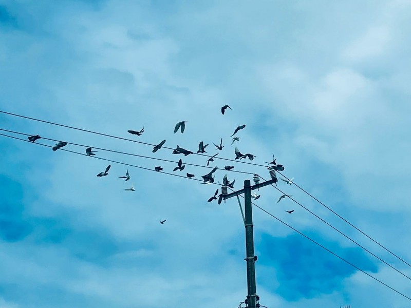 Miles de aves en proceso de migración sobre cielo veracruzano
