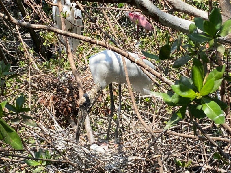 Miles de aves llegan a reproducirse en Ixtapa-Zihuatanejo