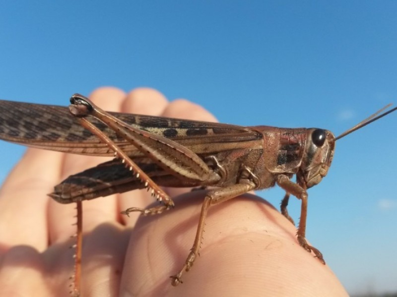 Miles de langostas invaden el cielo de Mérida, Yucatán