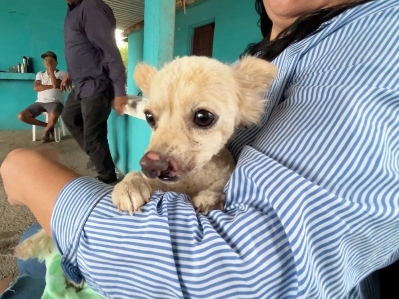 Mili: la perrita guerrera que sobrevivió a la explosión en Guasave