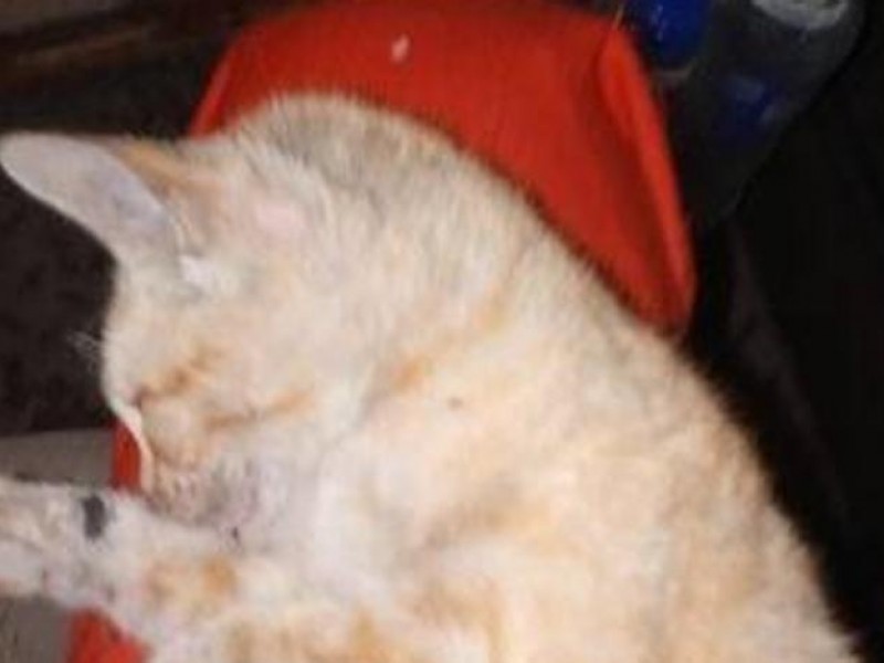 Militar adopta gato que rescató en volcán de España