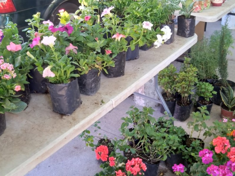 Miriam vende plantas y flores para la Ciudad Jardín