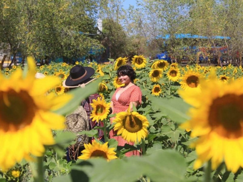 Mocorito: Campo de girasoles de los destinos turísticos favoritos