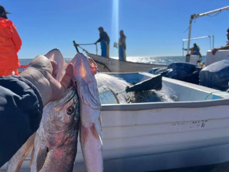 Modifican acuerdo que regula la pesca en el Alto Golfo de California