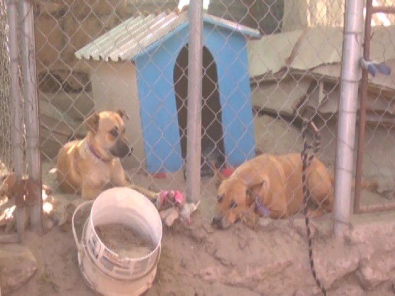 Modifican horarios de atención en centro de atención canina