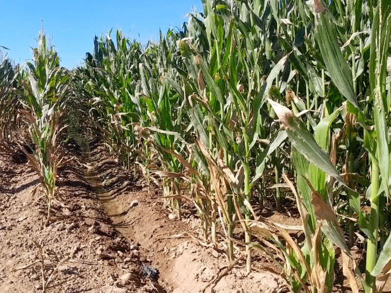 Módulo Guasave sembrará 95% de su superficie disponible