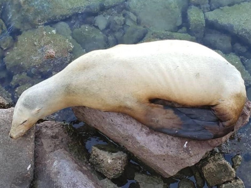 Monitorean a lobo marino desnutrido en la bahía