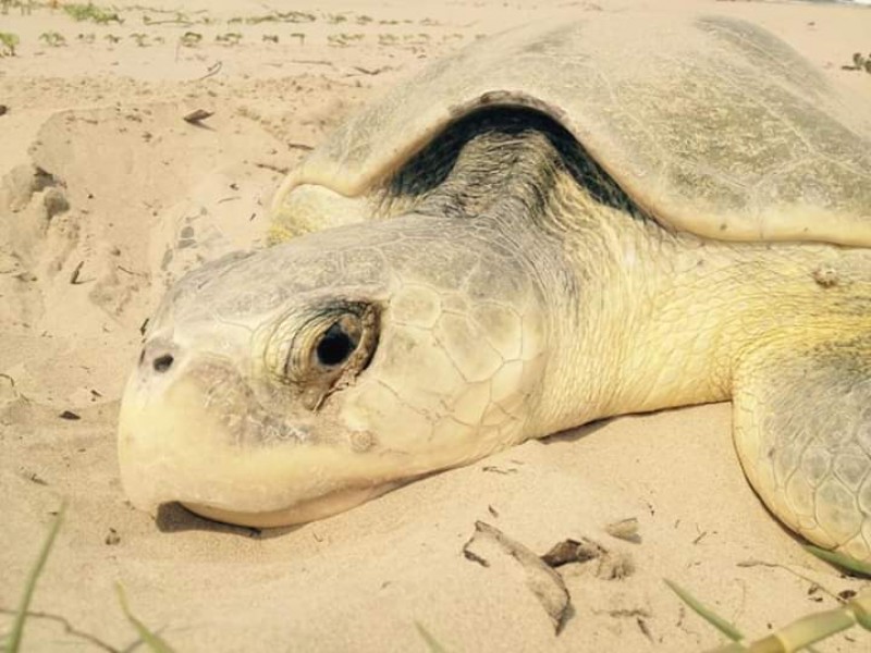 Monitorean playas tuxpeñas para salvaguardar tortugas marinas