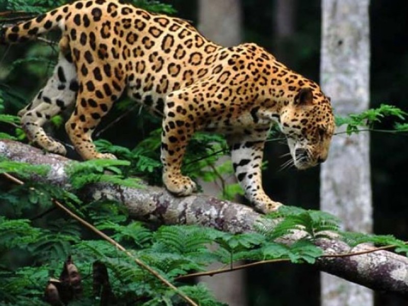 Monitorean población de jaguares en Santiago Ixcuintla, Nayarit