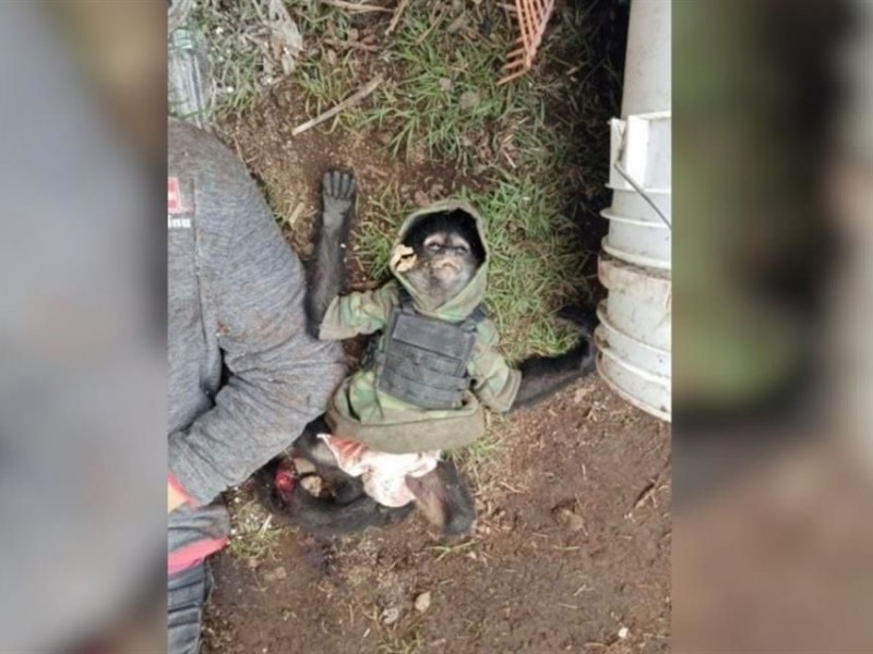 Mono sicario murió en balacera de Texcaltitlán