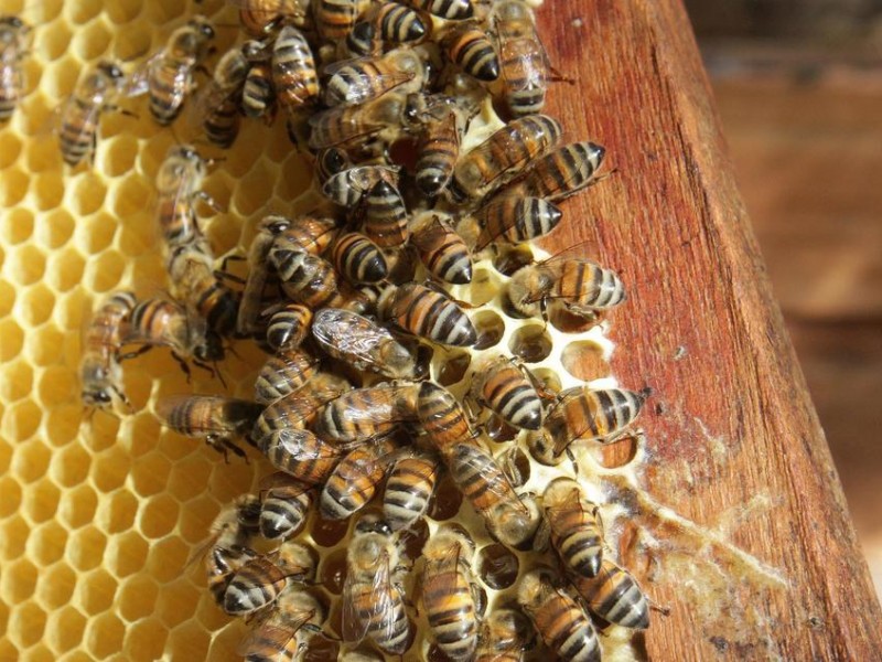 Mooreleando celebra las abejas, miel y sus bondades