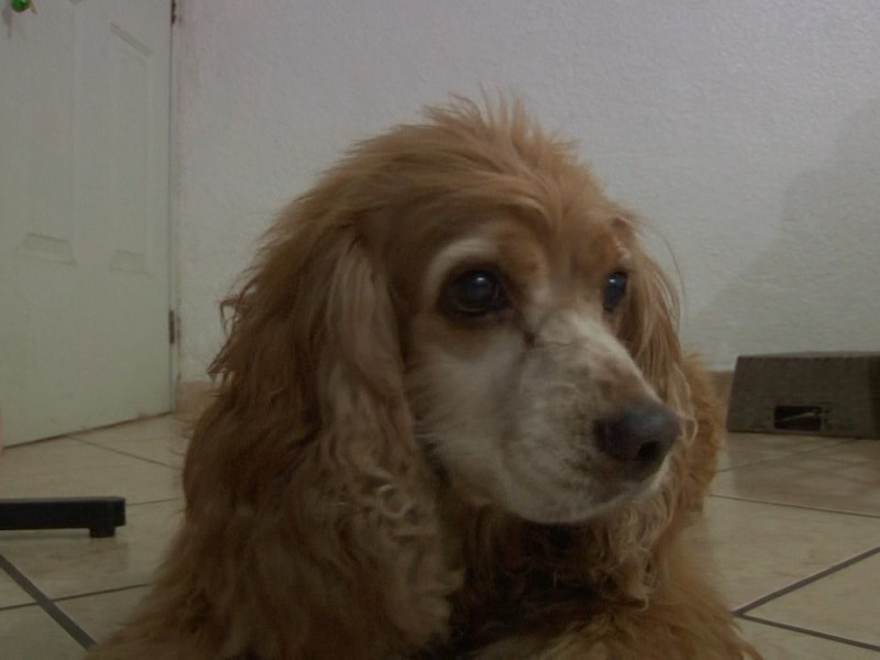 Moquillo; la enfermedad más común en las mascotas