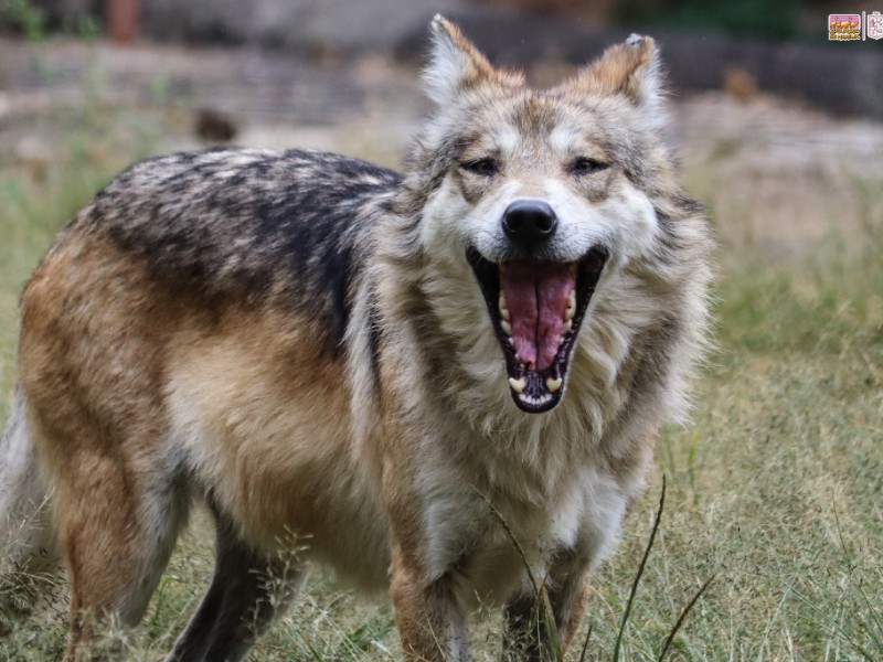Zoológico de Morelia se une a misión nacional, salvar al lobo mexicano