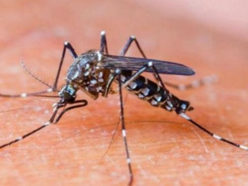 Morelia cuenta con 23 casos probables de dengue