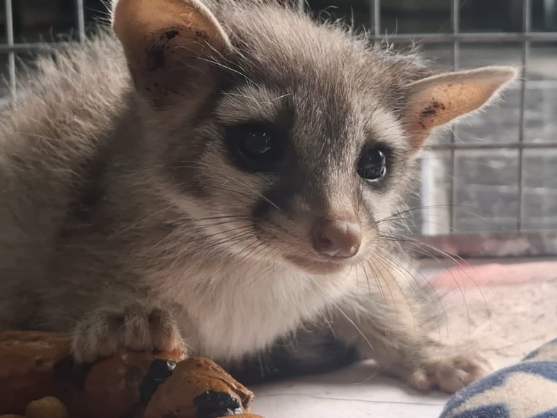 Morelia: hallan cacomixtle, especie protegida en México