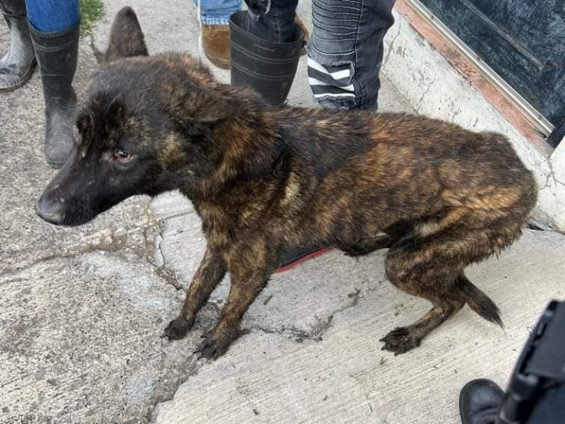 Morelia; recatan felinos y caninos tras denuncia por maltrato animal