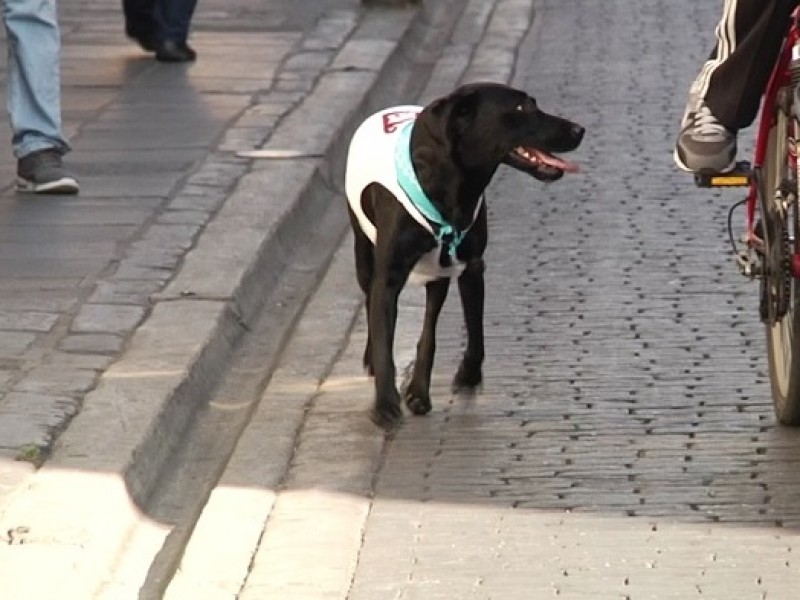 Mortal, golpe de calor en perros: expertos