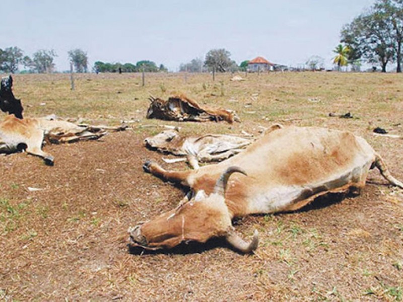 Mortandad de 20 cabezas de ganado en zona sur: SEPADA