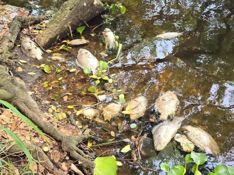 Mortandad de peces alarma a vecinos de laguna La Ilusión