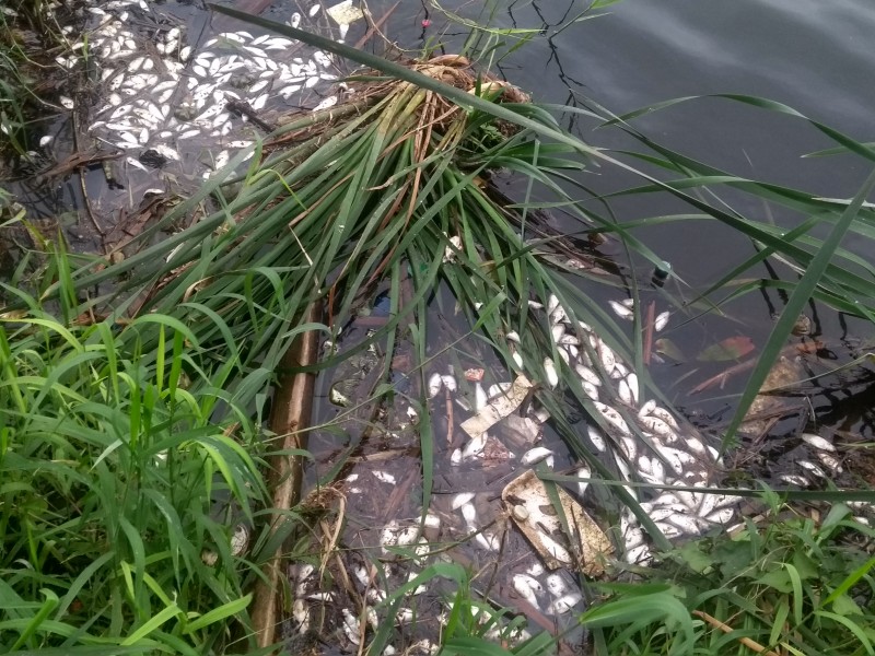Mortandad de peces en laguna de Puente Moreno