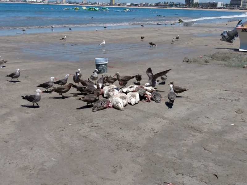 Mortandad de peces en olas altas