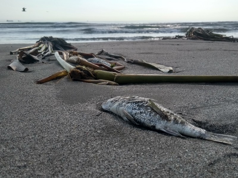 Mortandad de peces en playa Caracol