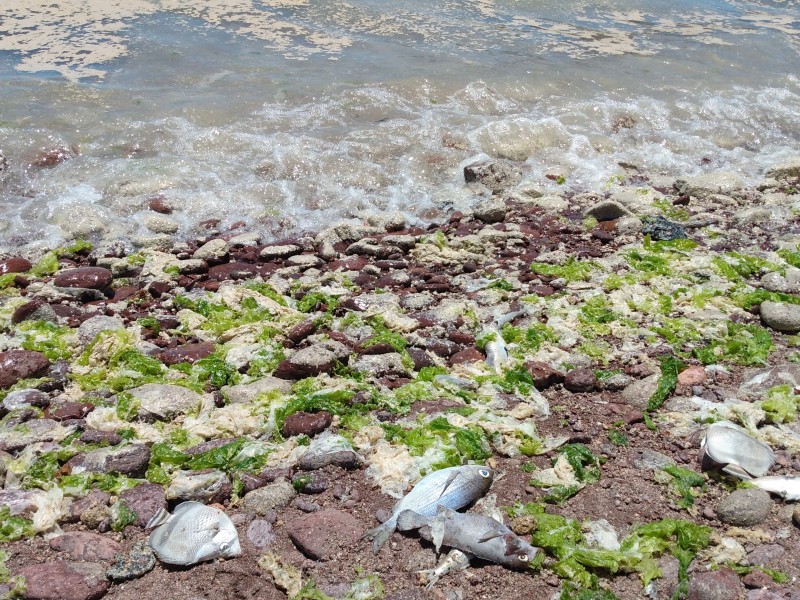 Mortandad de peces por contaminación en playa Catalina