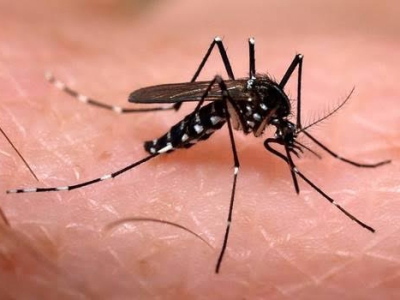 Mosquito portador del dengue se adaptó al frio