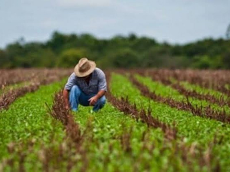 Motivan a productores a buscar mercados más grandes