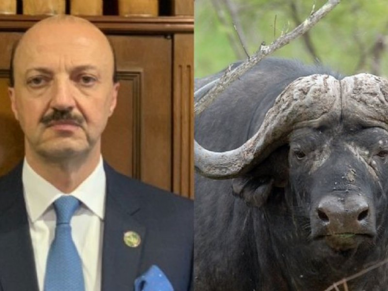 Muere cazador mexicano embestido por un búfalo en Argentina