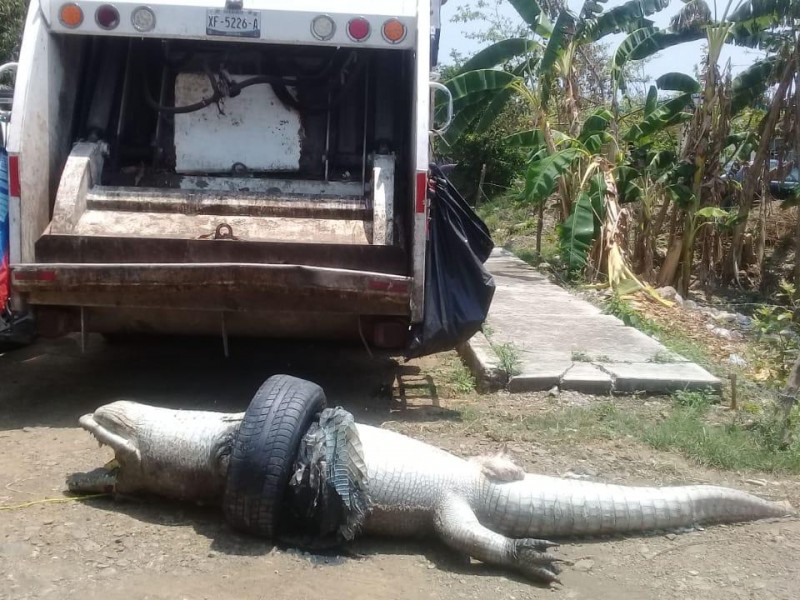 Muere cocodrilo asfixiado por una llanta