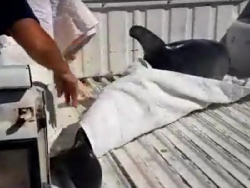 Muere delfín atrapado en redes pesqueras