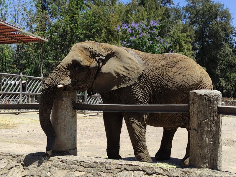Muere elefante africano del zoológico de León