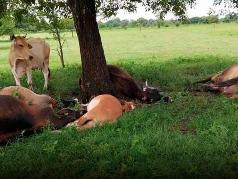 Muere ganado por tormenta eléctrica en Tonalá