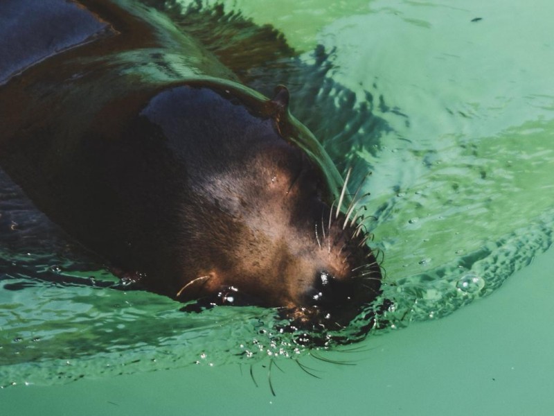 Muere hembra de lobo marino en zoológico moreliano