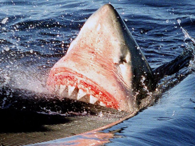 Muere hombre devorado por un tiburón blanco en Sidney
