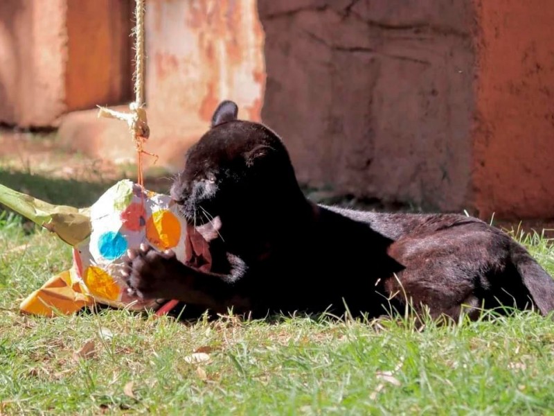 Muere jaguar en el zoológico presuntamente por descargas del OOAPAS